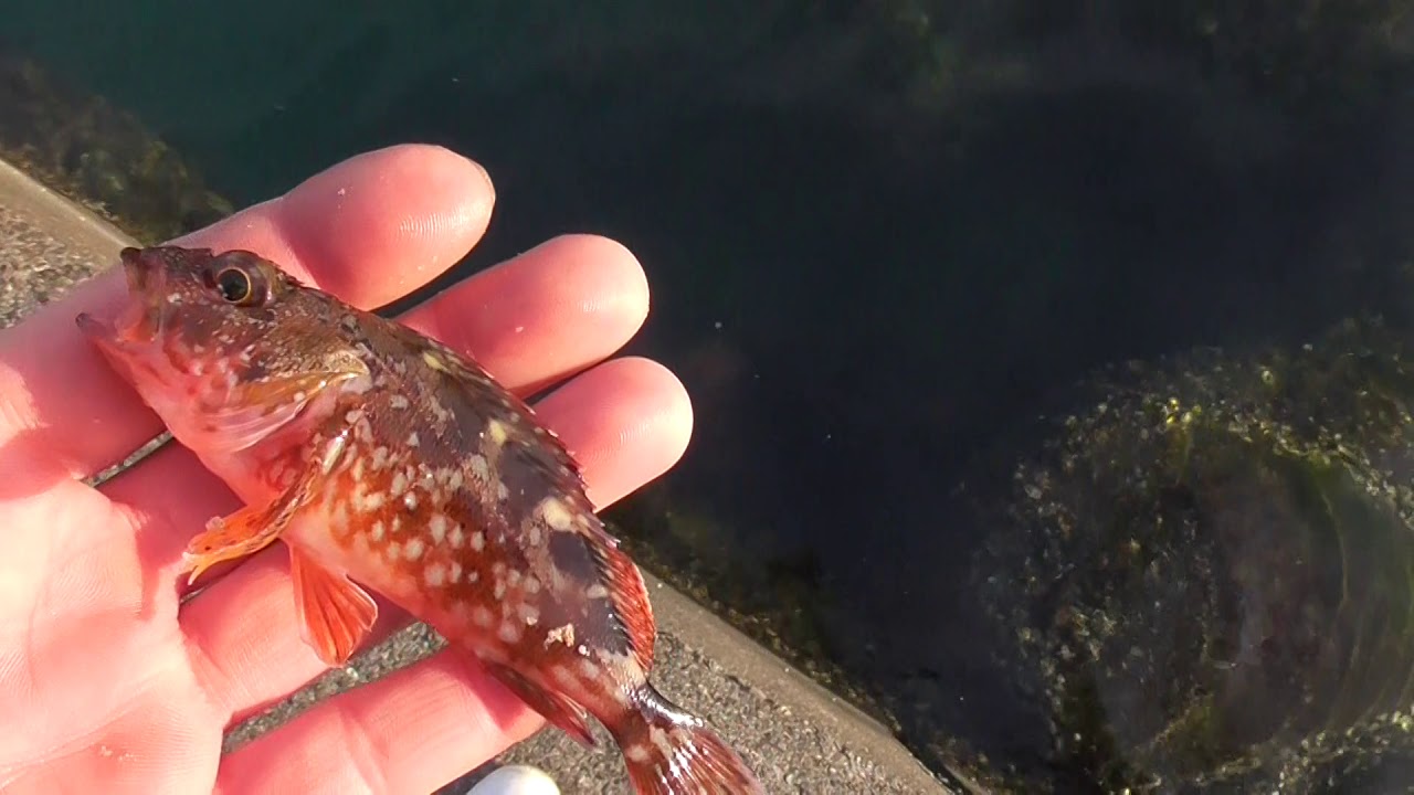 ガシラ カサゴ も稚魚を放流しているのを知っていますか 釣太郎ブログ