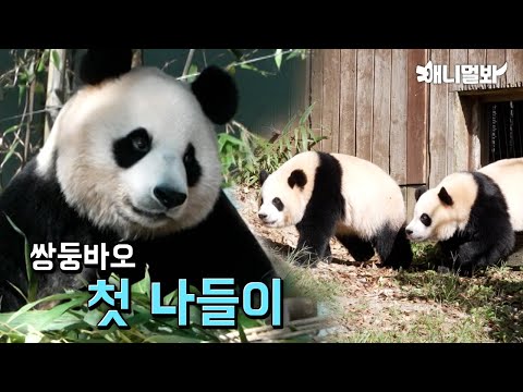 의젓해진 루이와 금쪽력 상승한 후이...★ㅣWhat Made Rui Mature, And Hui A Troublemaker ?