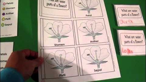 Classical Conversations, Cycle 1, Science, Week 11