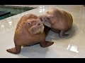 WEB EXTRA: Baby Walruses Becoming Fast Friends At SeaWorld Orlando