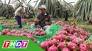 Trung Quốc nhập khẩu trở lại thanh long và chuối của Việt Nam | THDT