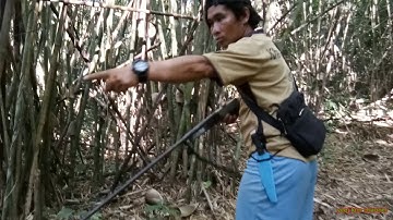 vaj wb mus dib qaib qus tuaj nab raj kub sais loj tiag tiag/1hli/20/