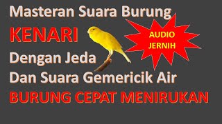 Masteran Suara Burung Kenari Gacor Durasi Panjang dan Jernih Cocok Untuk Trotolan Murai Batu