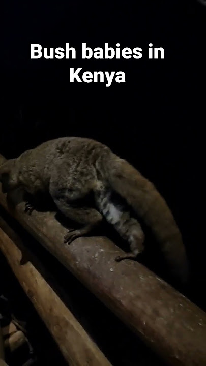 Bush Babies,  the cutest of the cutest!