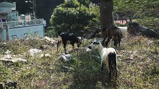 goats eat grass in a clearing asia by TMA WORLD No views 1 month ago 6 seconds