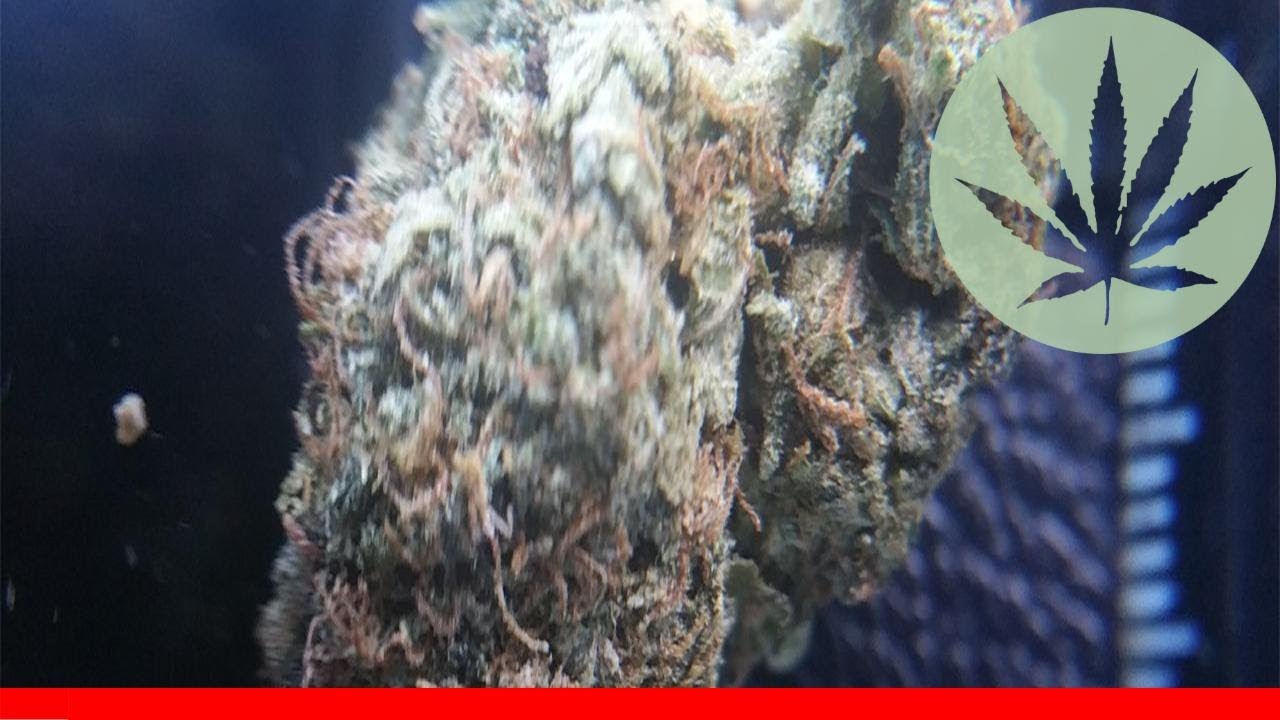 Purple Kush - All About This Strain