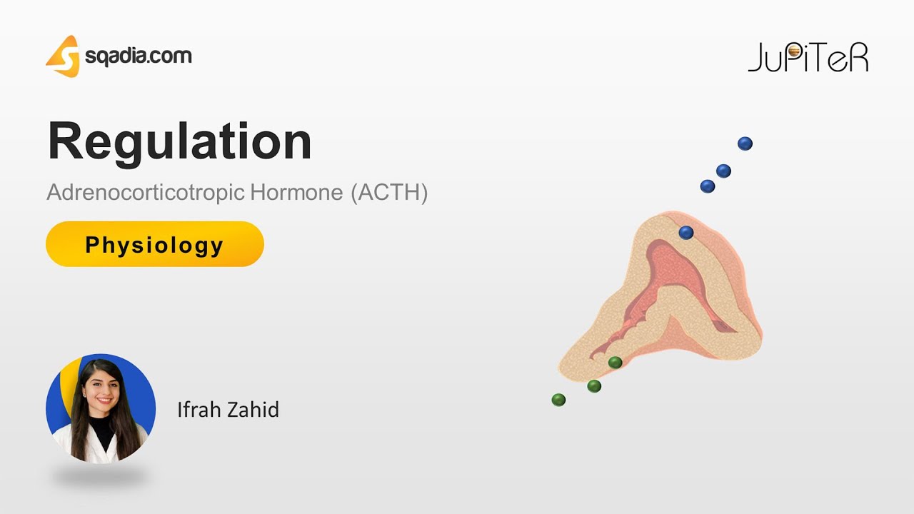 Adrenocorticotropic Hormone (ACTH) | Regulation - YouTube
