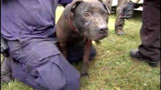 Dog Fighting Rescue the Missouri Humane Society by STL Pulse 112,170 views 14 years ago 7 minutes, 3 seconds