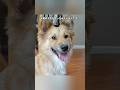 野良犬になってしまったワンちゃんの物語。