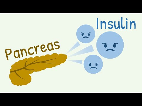 Mechanism of Insulin