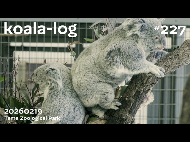 koala-log] コアラログ #227 多摩動物公園 260219 🐨 - YouTube