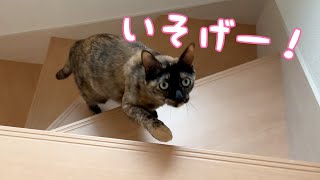 久々に1階でモモっちが鳴いてました…！！｜ねこほうチャンネル