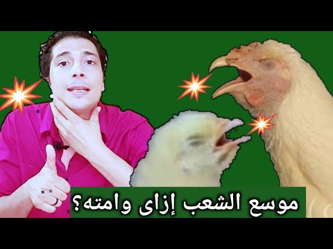 فيديو: هل نكة الحنجرة سامة للدجاج؟