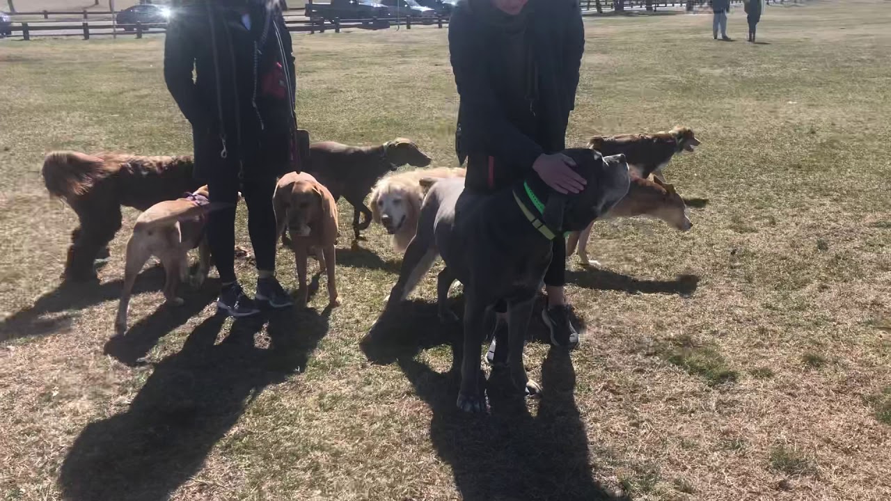 Doggie party at Calf Pasture 🎉🍾🥂 YouTube