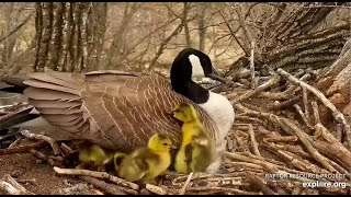 Decorah Eagles ~ Five Down \& One To Hatch! One Gosling Goes On An Adventure! 4.27.22