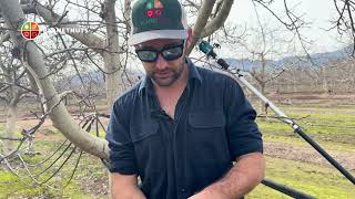 Errores a evitar en la poda nogales