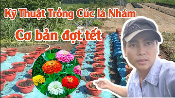 thời gian và kỹ thuật cơ bản khi trồng cúc lá nhám chơi tết - huỳnh thủy tinh vlog