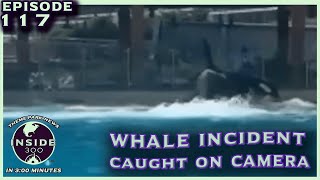 SeaWorld Orca Incident Caught on Camera