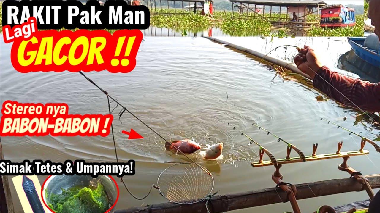 Perhatikan tetes & umpannya! Panen nila besar-besar di rakit Pak Man ciakar | MANCING CIRATA TERBARU