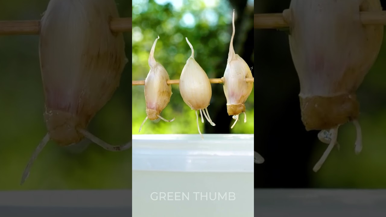 SUPERFOOD Indoor Gardening: GROW Without Soil! 🍴