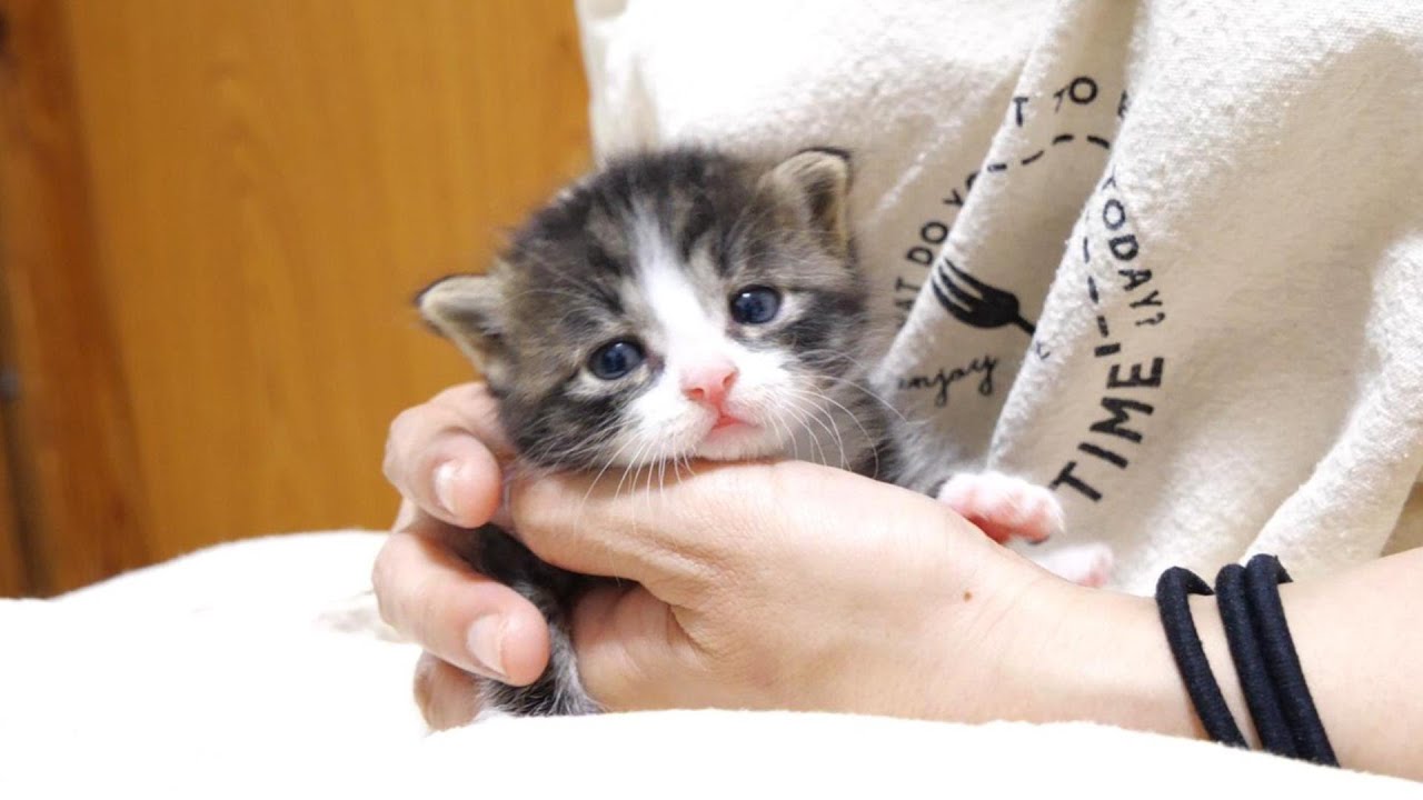 ミルク！ミルク！」と大騒ぎしていた子猫達。お腹がパンパンになった途