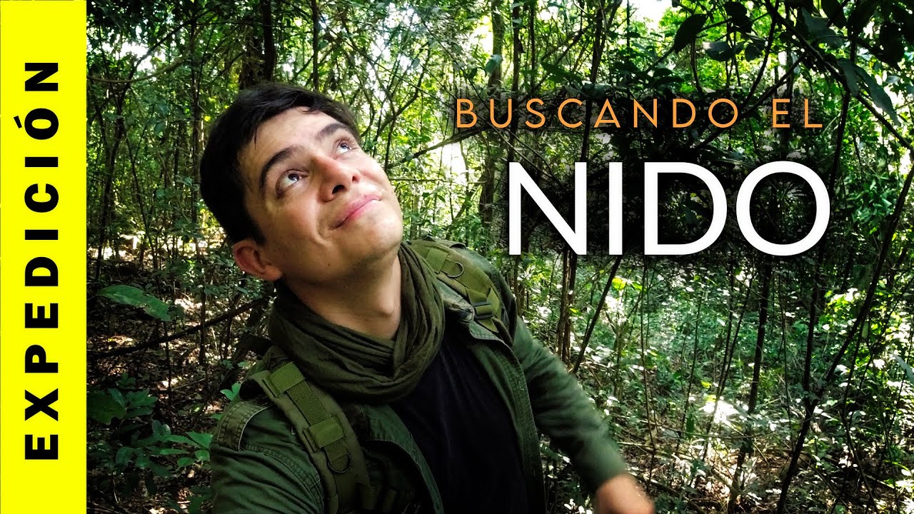 Buscando el Nido en la Selva | Selva Misionera - Argentina.