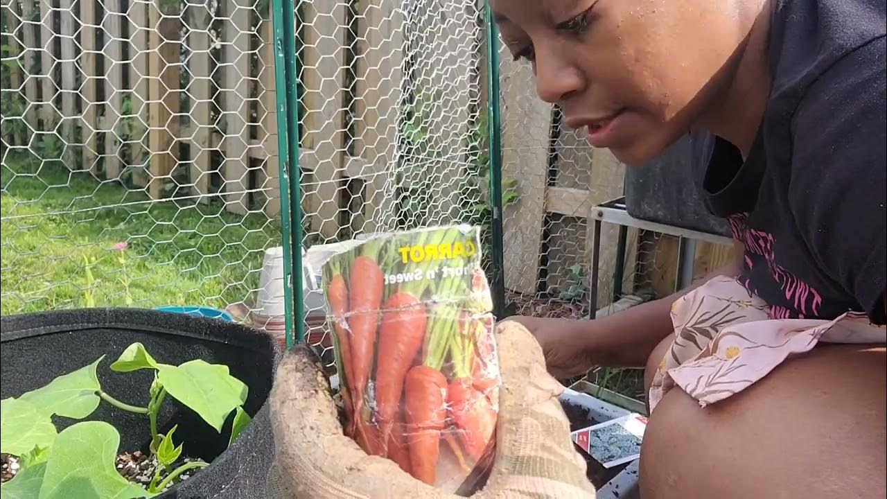 Planting Peas And Carrots For The Fall Zone 6b Ohio YouTube planting-peas-and-carrots-for-the-fall-zone-6b-ohio-youtube