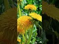 Одуванчик, из которого делают покрышки- правда или миф?...