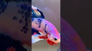 أسباب موت سمكة الفايتر.#bettafish #aquarium #fish #fishing