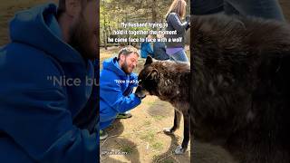 This Wolf Is Basically A Big Puppy.