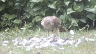 sparrow hawk on kill