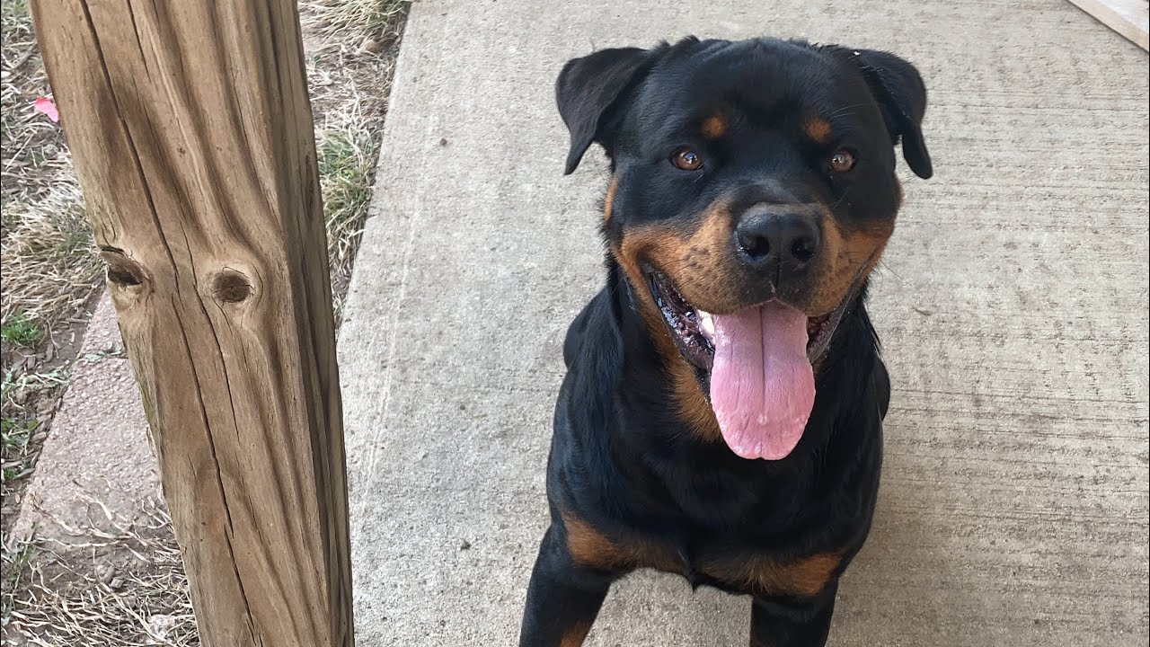 Farm dogs Rottweiler & Chihuahua - YouTube