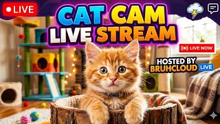 Cat Cam Live Stream 🐈😺 #catcamlive