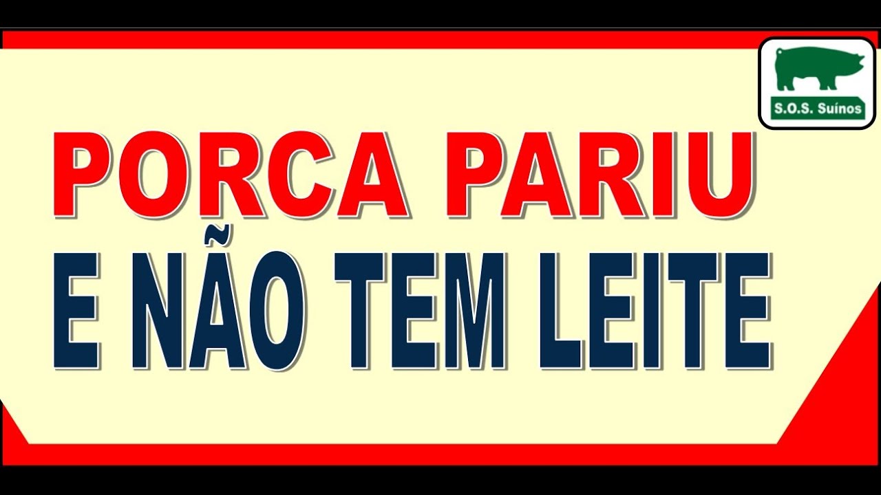 SUINOCULTURA: SOS SUÍNOS - PORCA PARIU E NÃO TEM LEITE!