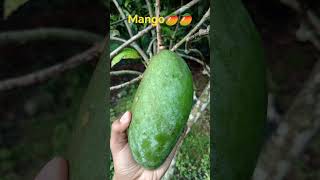 best mango. #music #fruit #song #mango #spedup #nature #speedsong
