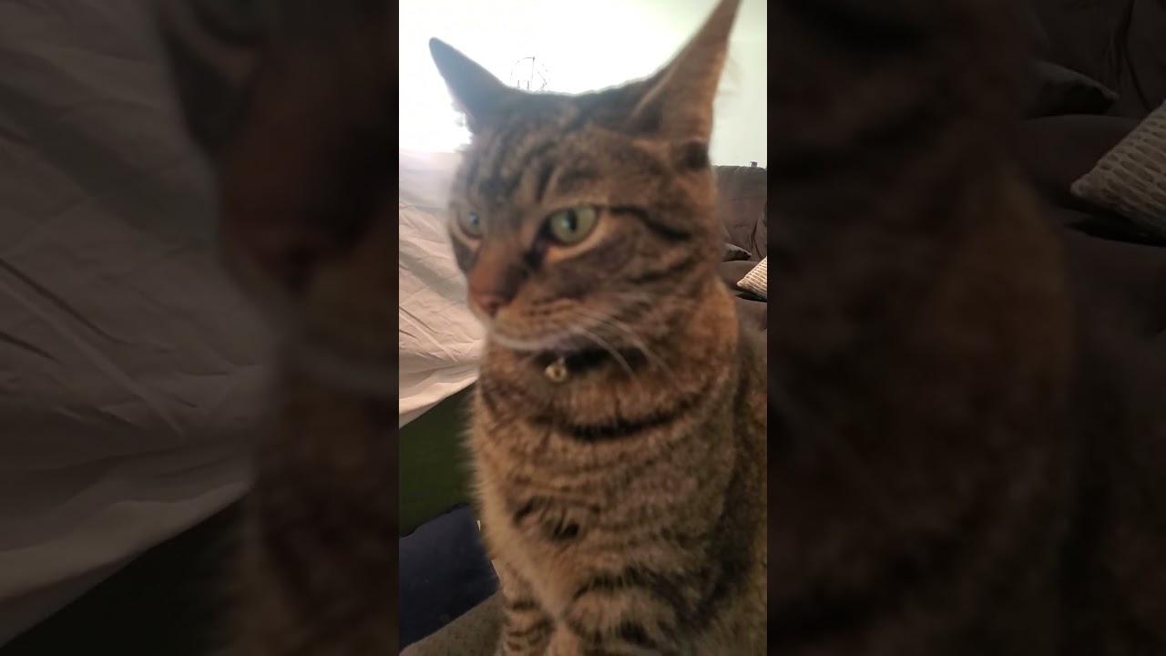 my cat died at the end of the video):