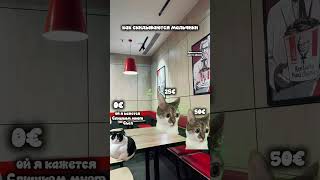Дружба мальчиковV/S дружба девочек #cat #кот #прикольныекоты #мем #нехейтить