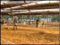 The Visible Horse in slowmotion