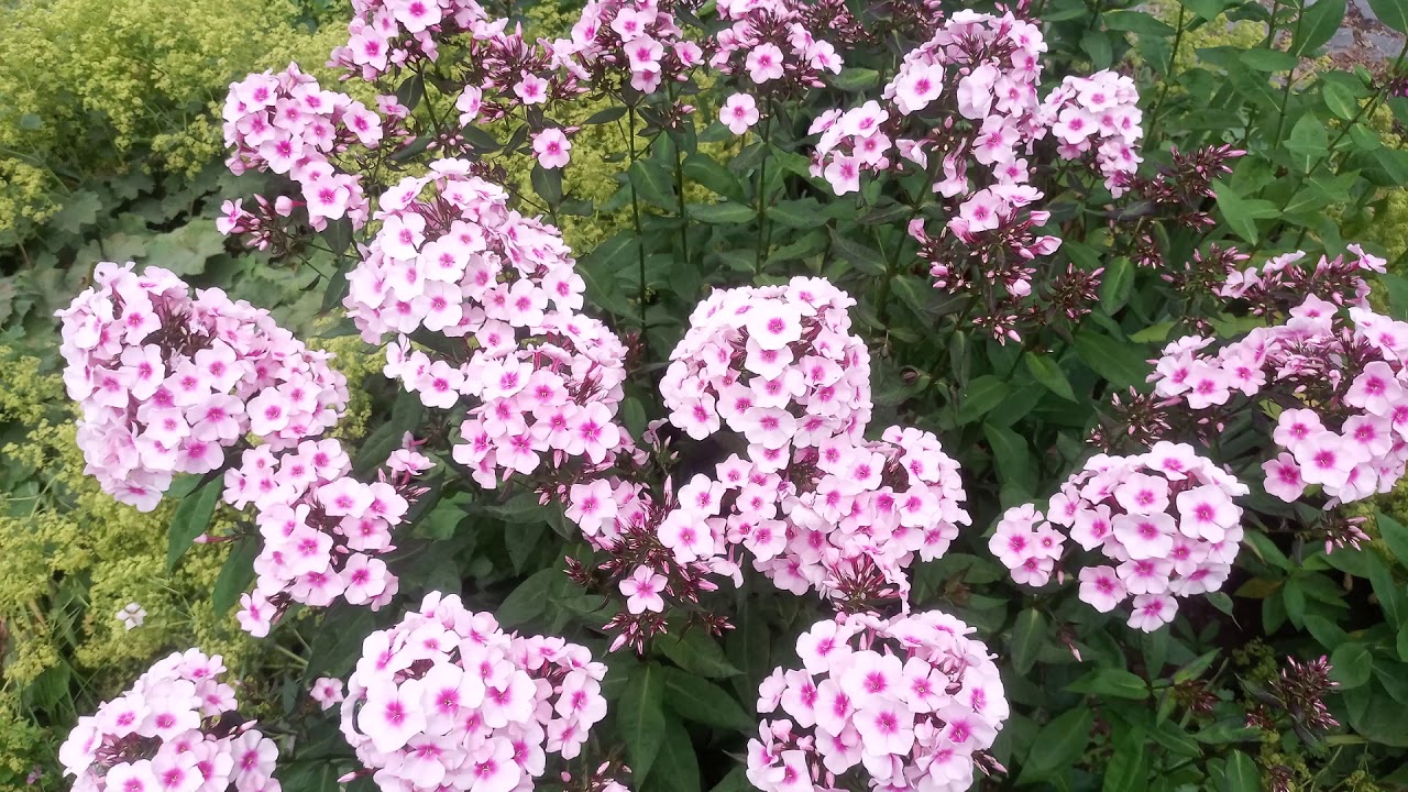 Sound of a flower. Wonderful healing relaxing music. Environmental