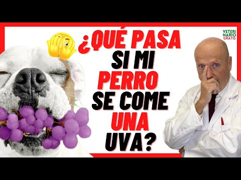 Video: Síntomas y signos de toxicidad e insuficiencia renal después de que un perro come uvas