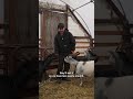 Goats of Christmas Past? Old Christmas trees provide a healthy snack for South Chicago goats