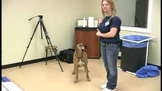 Dog Agility Training: Sequencing Tips