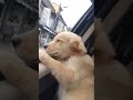 Cutest Puppy Tries to Howl for the First Time! 🐾✨