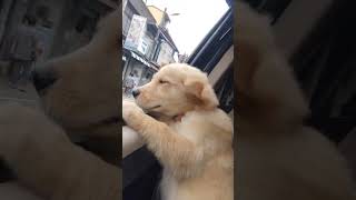 Cutest Puppy Tries to Howl for the First Time! 🐾✨