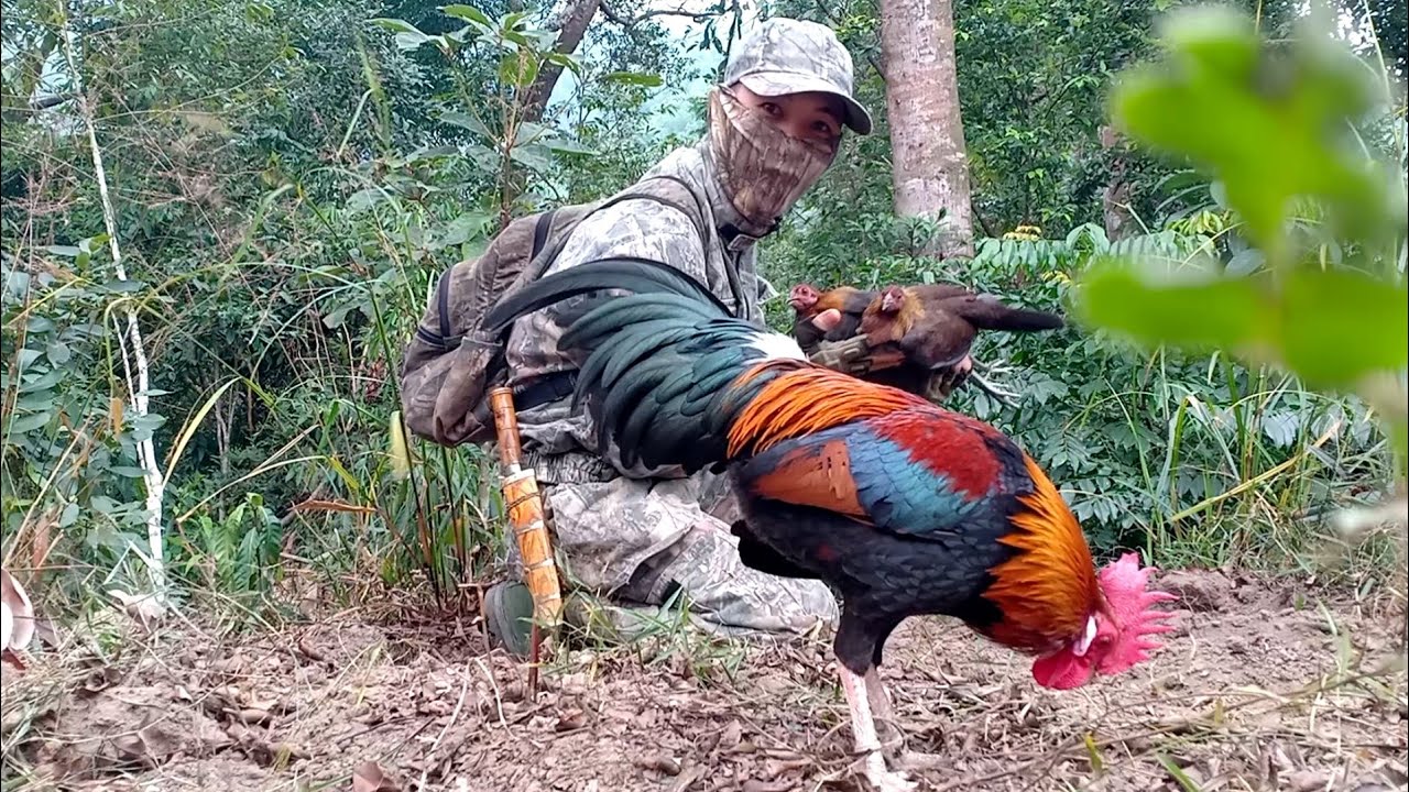 Bẫy gà rừng miền bắc kèo xiên đôi may mắn nhất | Thích Săn Bẫy
