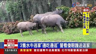 3隻水牛逃家邊吃邊逛警看傻眼護送返家