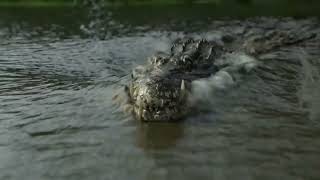 La Brea [2021-2024] - Giant Crocodile screen time