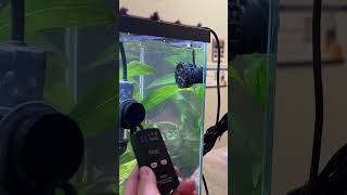 ⚙️ Wavemaker Placement | How I Positioned It in My 10-Gallon Tank