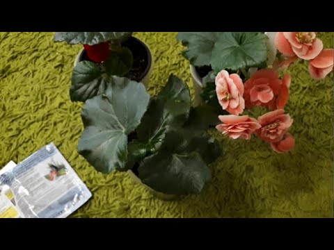 Бегония Элатиор после подкормки. Чем удобряю бегонию Элатиор. Капризны ли бегонии Элатиор? Ответ тут