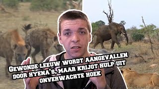 Gewonde leeuw wordt aangevallen door hyena’s, maar krijgt hulp uit onverwachte hoek